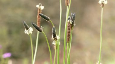 Çayırda sallanan bir demet sallanan salyangoz muz çiçeği. Yumuşak doğal arka planda kontrastlı küçük beyaz çiçekleri olan ince yeşil saplar. Kapat.