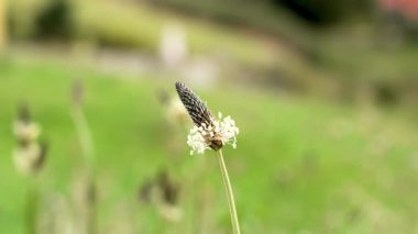 Çiçek açan çekirdek başlıklı tıbbi kaburga otu bitkisi. Polen kaplı çiçek. Bitki örtüsü.