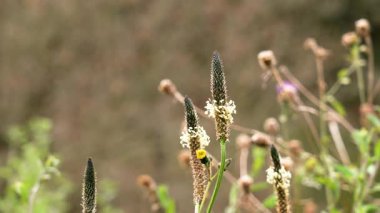 Kuru çayır bitkilerinin arasında uzamış çekirdek başları ile yabani kurbağa otu muz çiçekleri. Çiçek açan çiviler, yumuşak kahverengimsi arka plana karşı tezat oluşturuyor. Bitki örtüsü.