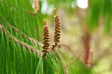 İlkbahar ormanlarındaki vahşi ağacın dalındaki kozalaklı kozalaklı uzun kozalaklar sulu iğnelerin arka planına karşı.