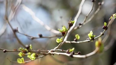 Genç yaprakların filizlendiği ağaç dalı ve bahar sabahı rüzgarda sallanan tomurcuklar.