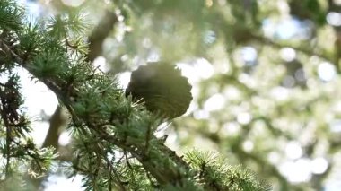 Cedrus Atlantis konisi ya da Atlas sedir ağacı. Pinaceae ailesi.
