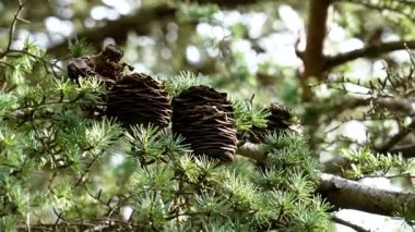 Kozalaklı ağaç dalında Atlas sedir kozalakları. Cedrus Atlantika