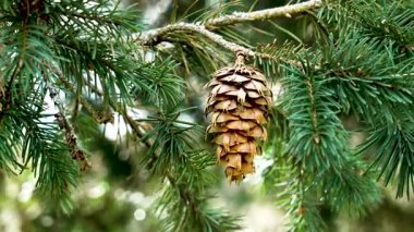 Douglas köknar dalıyla çevrili koni yeşil kozalaklı iğneler hafif esintide sallanıyor. Oregon çamı