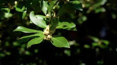 Laurus nobilis 'in aromatik yeşil ağaç dalları rüzgarda sallanıyor. Güneşli bir gün