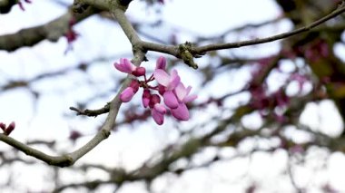 İlkbaharda tomurcuklanan yaprak döken bir ağacın dalında pembe çiçeklerle açan Cercis kanadensis