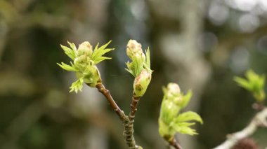 Baharda Amerikan sakız ağacının dalında filizlenen taze yapraklar. Sıvı barın stili