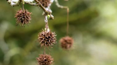 Dikenli çekirdekleri olan Amerikan sakız ağacı dalı. Sıvı barın stili