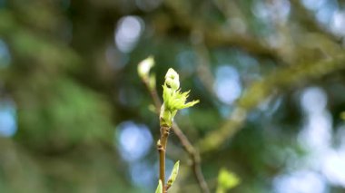Bir Amerikan sakızı (Liquidambar styraciflua) üzerinde bahar yaprakları ve tomurcukları filizlendirmek
