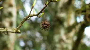 Filizlenen bahar yapraklarının filizlendiği bir dalda kurumuş meyve dikenleri. Amerikan tatlandırıcısı (Sıvı çubuk styraciflua)