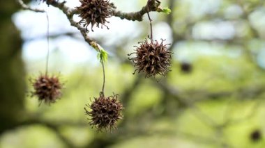 Amerikan sakız ağacının dalında dikenli kuru meyveler ve filizlenen taze yapraklar. Baharda likidambar styraciflua