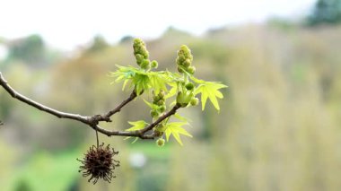 Yeşil tomurcuklar ve Liquidambar Styraciflua 'nın dikenli meyveleri. Baharda taze yaprakları olan Amerikan tatlı sakızı ağacı