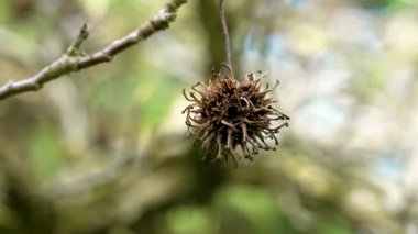 Amerikan sakızının dikenli tohumu (Liquidambar styraciflua) yakın plan. Sakız ağacı dalı