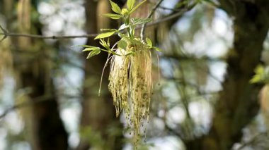 Erkek akçaağaç şişkinliği baharda bir dalda sallanıyor. Çiçek açan acer ağacı.