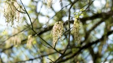 Bahar ağaçlarının dallarından sarkan akçaağaç akçaağaç dolguları