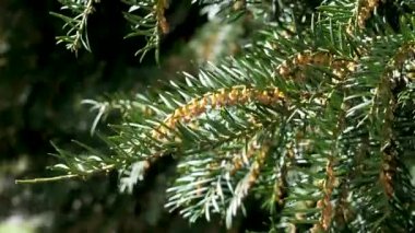Bahar çiçekli İngiliz porsuğu altın polenler ve yeşil iğnelerle. Güneşli bir günde Taxus Baccata fabrikası