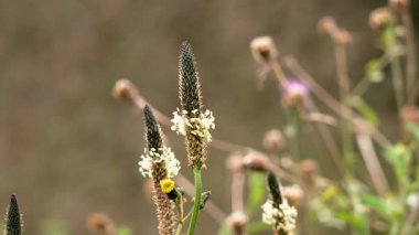 Yeşil otların arka planında doğal bir tarlada filizlenen yabani pirzola çiçeği. Bitki, Lanceolata çiçek açan bitki.