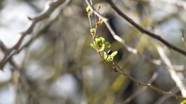 İlkbaharda ağaç dalında yeni yeşil yapraklar filizleniyor. Genç yapraklar ormanda tomurcuklanıyor