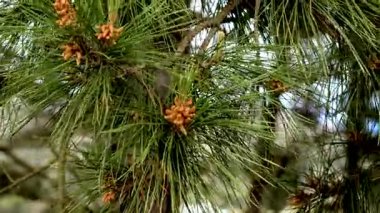 Ormandaki kozalaklı kozalaklı erkek kozalakları kapayın.