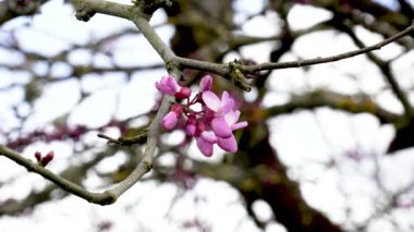 İlkbaharda Cercis kanadensis 'in pembe çiçekleri ya da doğu kızılcık ağacı dalları