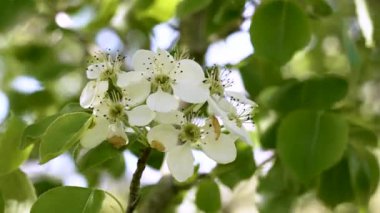 Beyaz yapraklı bahar çiçekleri ve armut ağacının dalında mantarlar. Sulu yeşil yapraklar. Pyrus piramidi çiçek açtı.