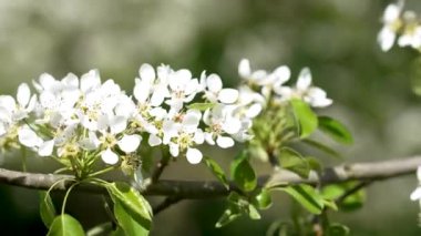 Gün boyunca rüzgarlı havada sallanan bir armut dalında beyaz taç yaprakları ve erkek organlarıyla bahar çiçekleri. Sulu yeşil yapraklar. Pyrus piramidi çiçek açtı.