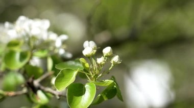 İlkbaharda çiçek açan armut ağacı ve Avrupa bahçesinde açan beyaz çiçek tomurcukları. Pyrus Piramidi