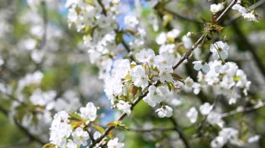 Armut ağacının bir sürü beyaz narin çiçekli dalları. Bahar bahçesinde narin taç yaprakları ve ince mantarlar.