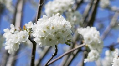 Bir demet beyaz narin meyve armut ağacı ilkbaharda mavi gökyüzüne karşı