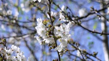Pyrus piramidinin beyaz armut çiçekleri vahşi bir ağaç dalında terk edilmiş bir meyve bahçesinde mavi bir gökyüzüne karşı.