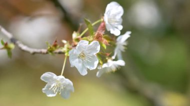 Çiçek açan armut ağaçları beyaz narin taç yaprakları ve bahar bahçesinde ince erkeklik organları. Makro çekim