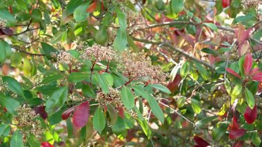 Fotinya ağacı beyaz çiçek tomurcukları ve bahçede yeşil kırmızı yapraklarla çiçek açıyor.