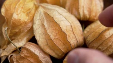 Gurme, Physalis böğürtlenini parmaklarıyla kaplıyor. Çilek kabuğu (poha berry))