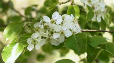 Kırılgan çiçekleri olan beyaz armut bir meyve dalında çiçek açar.