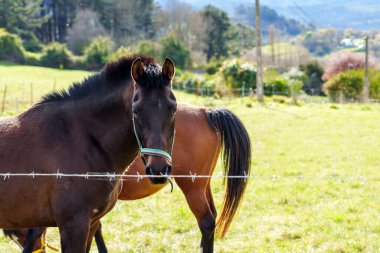 Dikenli tellerin arkasındaki çayırda bir çift at. Arka planda otlak ve orman var.