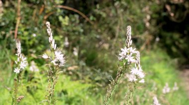 Asphodelus albus çiçek açan bitki. Ormanda Asphodel çiçeği