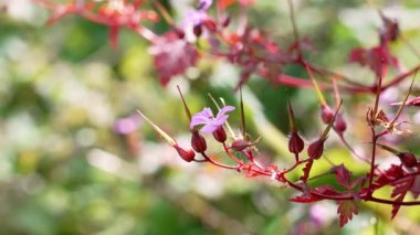 Sardunya renginde pembe çiçek ve kızıl ötesi ışınlar. Çiçek açan yabani ot-Robert bitkisi.