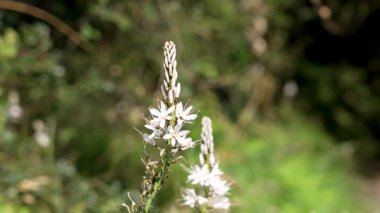 Beyaz Asphodel kır çiçeği yeşil orman arka planında. Asphodelus albusu