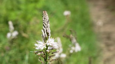 Beyaz Asphodel çiçeği yaklaş. İlkbaharda çiçek açan Asphodelus albus bitkisi