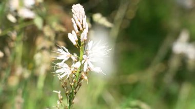 Asphodelus albus çiçeğinin yakınında. Doğada çiçek açan beyaz Asphodel