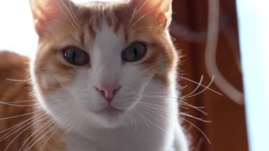 Ciddi beyaz kızıl kedi, pencerenin yanındaki odanın içinde büyük gözleri var.