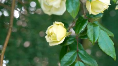 Terk edilmiş botanik bahçesinde yemyeşil yapraklı yabani sarı gül.