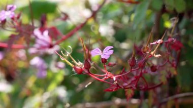 Yabani ot-Robert çiçek açan bitkisinin pembe çiçekleri. Sardunya robertianum veya turna gagalı infloresans