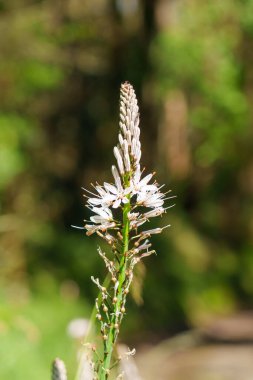 Beyaz Asphodel kır çiçeği yeşil orman arka planında. Asphodelus albusu