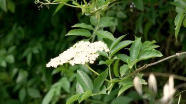 Doğada yemyeşil yaprakları olan beyaz bahar Avrupalı mürver çiçekleri. Sambucus zenci bitkisi