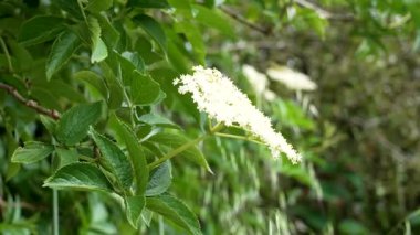 Bahçesinde beyaz çiçekler ve yemyeşil yapraklarla çiçek açan yabani Avrupa mürver ağacı. Sambucus zencisi