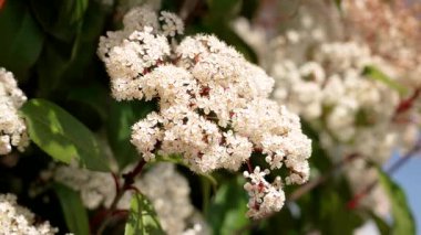 Fotinya çalılığında beyaz çiçekler. Bahçe güneşli bir günde açar. Kapatın.