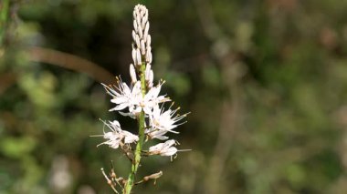 Vahşi Asphodelus albus çiçekleri ormandaki beyaz çiçekler ve ilkbaharda kızıl yüzgeçlerle