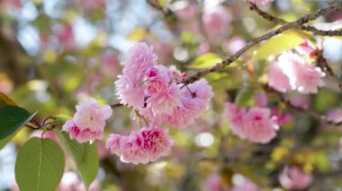 Bahar kiraz ağacı dalında pembe narin çiçeklerle çiçek açan Japon sakurası. Prunus serrulata