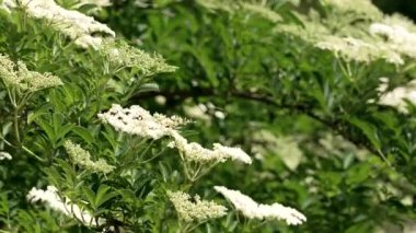 Parkta beyaz çiçekli Sambucus çiçekleri